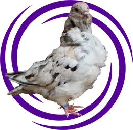 Çin baykuşu (Owl Pigeon)