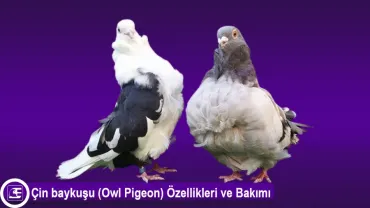 Çin baykuşu <br>(Owl Pigeon)