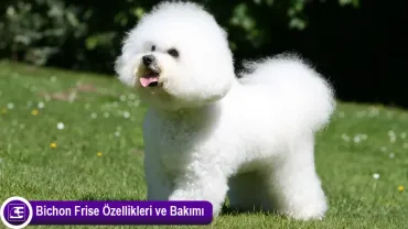 Bichon Frise