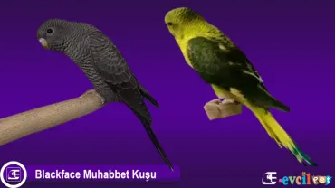 Blackface Muhabbet Kuşu