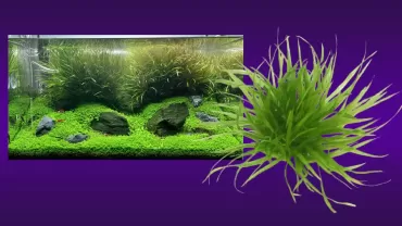 Blyxa japonica