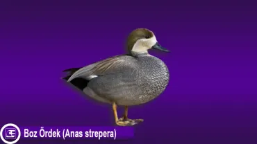 Boz Ördek <br>(Anas strepera)