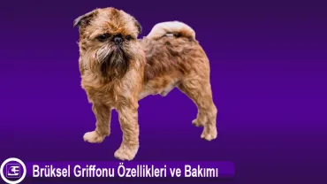 Brüksel Griffonu