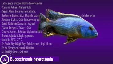 Buccochromis heterotaenia