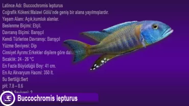 Buccochromis lepturus