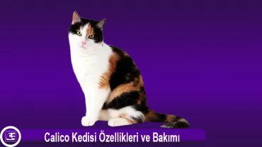 Calico (Patiska)