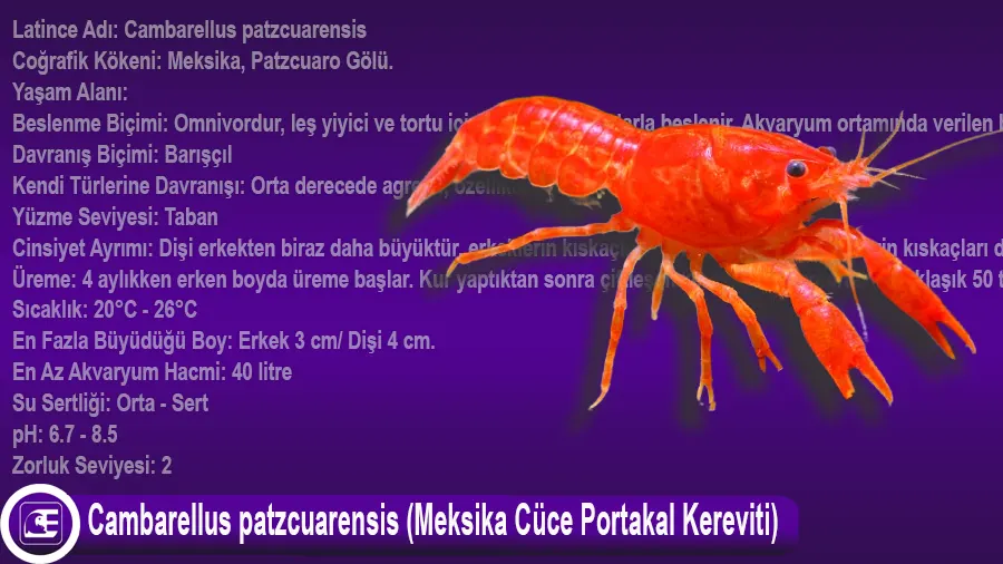 Cambarellus patzcuarensis (Meksika Cüce Portakal Kereviti)