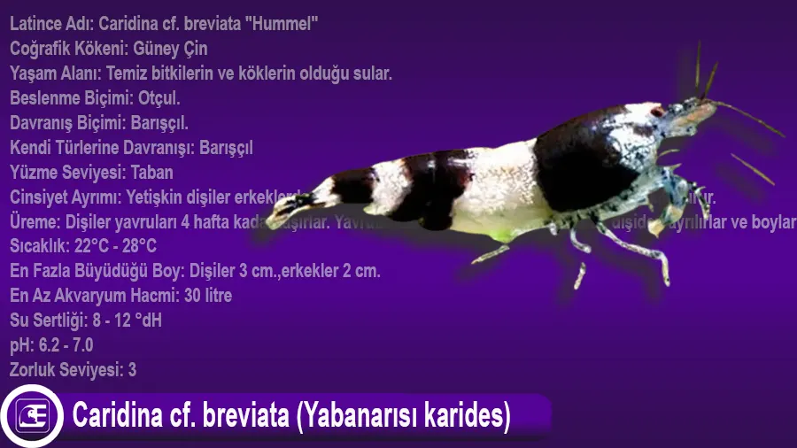 Caridina cf. breviata (Yabanarısı karides)