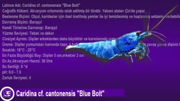 Caridina cf. cantonensis (Blue Bolt)