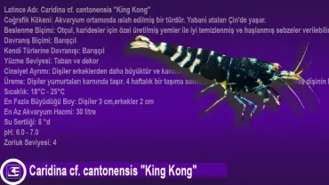 Caridina cf. cantonensis King Kong