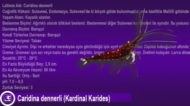 Caridina dennerli (Kardinal Karides)