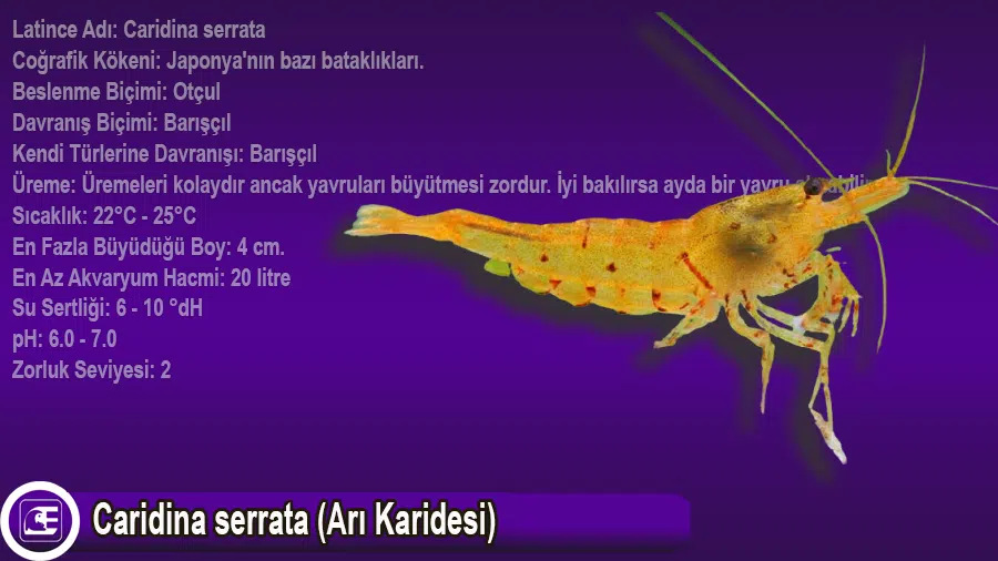 Caridina serrata (Arı Karidesi)
