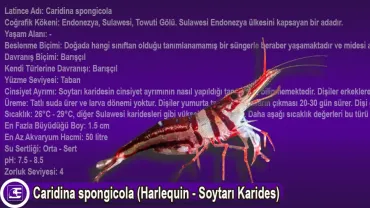 Caridina spongicola (Harlequin - Soytarı Karides)