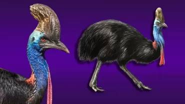 Cassowary (Casuarius)