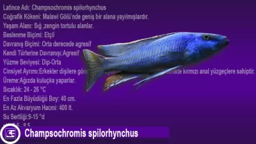Champsochromis spilorhynchus