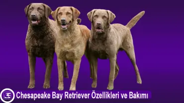 Chesapeake Bay Retriever