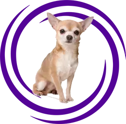 Chihuahua (Şivava)