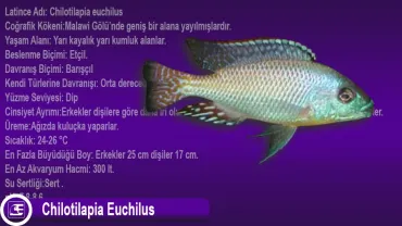 Chilotilapia Euchilus