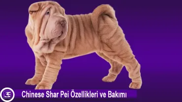 Chinese Shar Pei
