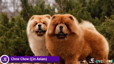 Chow Chow (Çin Aslanı)