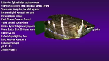 Çikolata Gurami (Sphaerichthys osphromenoides)
