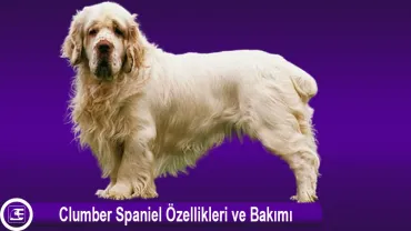 Clumber Spaniel