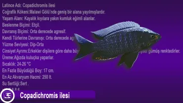 Copadichromis ilesi