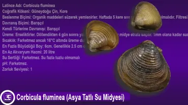 Corbicula fluminea (Asya Tatlı Su Midyesi)