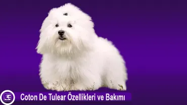 Coton De Tulear
