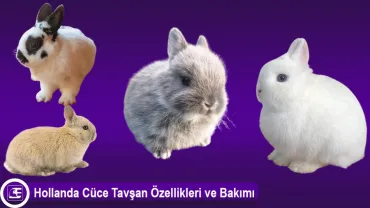 Hollanda Cüce Tavşanı