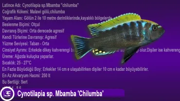 Cynotilapia sp. Mbamba Chilumba