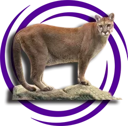 Puma Detaylı Resmi