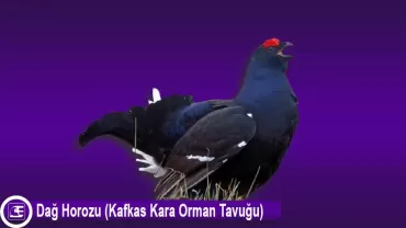 Kafkas kara orman tavuğu