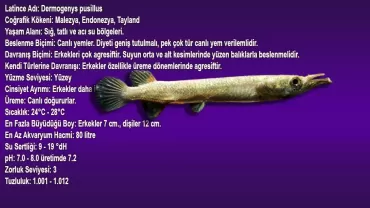 Dermogenys pusillus (Halfbeak)