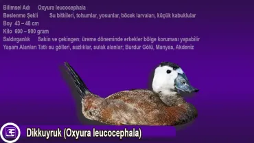 Dikkuyruk (Oxyura leucocephala)