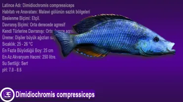 Dimidiochromis compressiceps (Yaprak Cichlid)