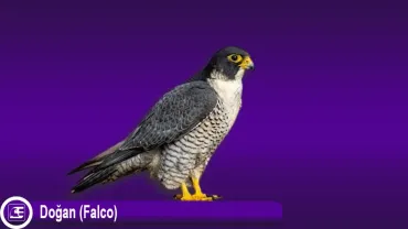 Doğan (Falco peregrinus)