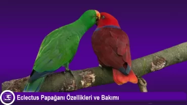 Eclectus Papağanı Özellikleri ve Bakımı
