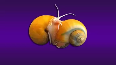 Elma Salyangozu (Pomacea canaliculata)