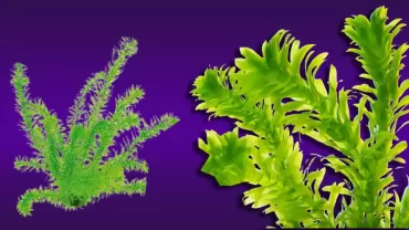 Egeria Densa (Elodea Bitkisi )