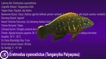 Eretmodus cyanostictus (Tanganyika Palyaçosu)
