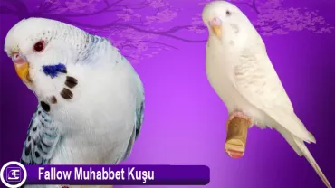 Fallow Muhabbet Kuşu