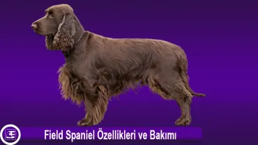 Field Spaniel
