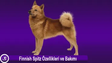 Finnish Spitz (Finkie)