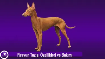 Firavun Tazısı<br> (Pharaoh Hound)