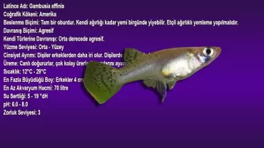 Gambusya - Sivrisinek Balığı