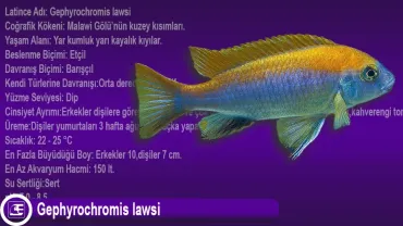 Gephyrochromis lawsi