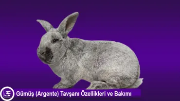 Gümüş Tavşanı(Argente)