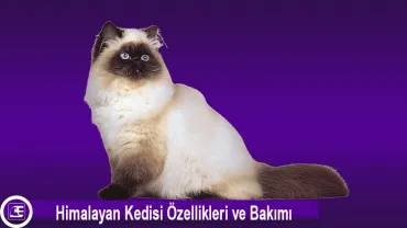 Himalayan Kedi Cinsi