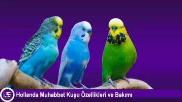 Hollanda Muhabbet Kuşu